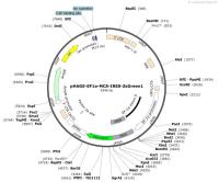 pHAGE-EF1a-MCS-IRES-ZsGreen1
