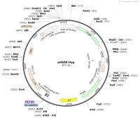 pHAGE-Hyg