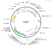 pHIV-EGFP