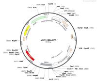 pHIV-H2BmRFP