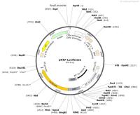 pHIV-Luciferase