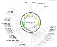 pIRES-hrGFP-1a