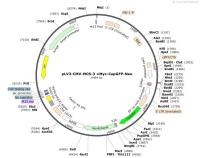 pLV3-CMV-MCS-3×Myc-CopGFP-Neo