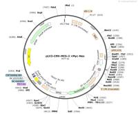 pLV3-CMV-MCS-3×Myc-Neo