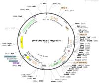 pLV3-CMV-MCS-3×Myc-Puro