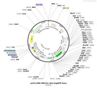 pLV3-CMV-MCS-8×His-CopGFP-Puro