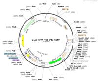 pLV3-CMV-MCS-EF1a-EGFP
