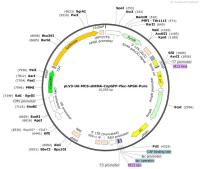 pLV3-U6-MCS-shRNA-CopGFP-Fluc-hPGK-Puro