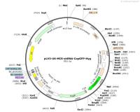 pLV3-U6-MCS-shRNA-CopGFP-Hyg