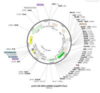 pLV3-U6-MCS-shRNA-CopGFP-Puro