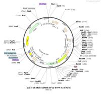 pLV3-U6-MCS-shRNA-EF1a-EYFP-T2A-Puro