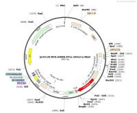 pLV3-U6-MCS-shRNA-EF1a-mCherry-Blast