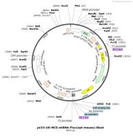 pLV3-U6-MCS-shRNA-Fluc-opt-mouse--Blast
