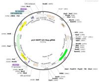 pLV-EGFP-U3-Osp.gRNA