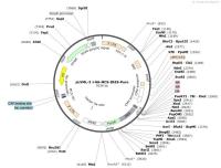 pLVML-3×HA-MCS-IRES-Puro