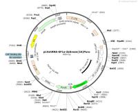 pLVshRNA-EF1a-ZsGreen-2A-Puro