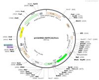 pLVshRNA-EGFP-2A-Puro