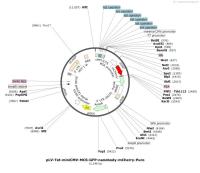 pLV-Tet-miniCMV-MCS-GFP-nanobody-mCherry-Puro