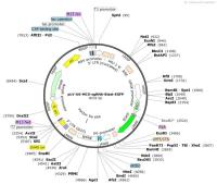 pLV-U6-MCS-sgRNA-Blast-EGFP