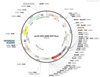 pLVX-CMV-IRES-RFP-Puro