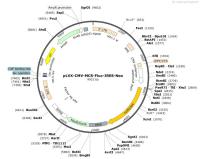 pLVX-CMV-MCS-Fluc-IRES-Neo