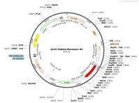 pLVX-DsRed-Monomer-N1