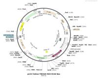 pLVX-TetOne-TRE3GS-MCS-SV40-Neo