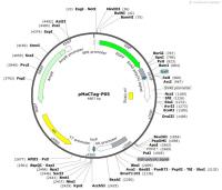 pMaCTag-P05