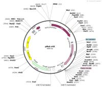 pMal-c4X