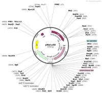 pMal-p5E