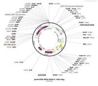 pmini35S-MCS-GUS-6×His-Hyg