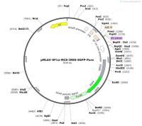 pMLAV-EF1a-MCS-IRES-EGFP-Puro