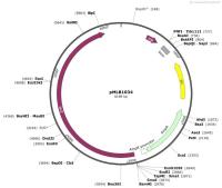 pMLB1034