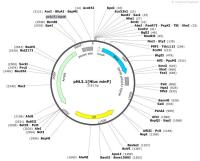 pNL3.1-NlucminP-