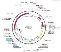 pRGEB32②