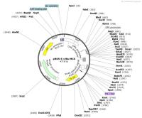 pRK5-6×His-MCS