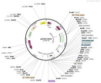 pROKII-RNAI