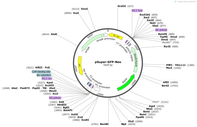 pSuper-GFP-Neo