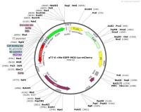 pT7-6×His-EGFP-MCS-Lac-mCherry