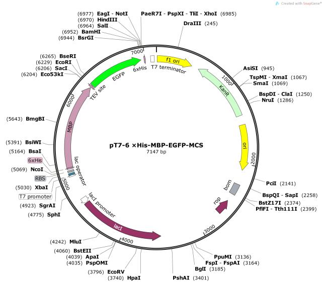 pT7-6×His-MBP-EGFP-MCS