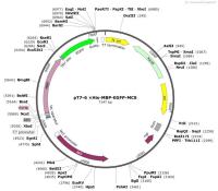 pT7-6×His-MBP-EGFP-MCS