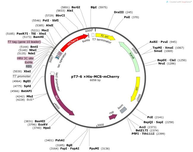 pT7-6×His-MCS-mCherry