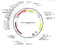 pT7-6×His-MCS-mCherry