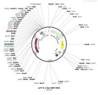 pT7-6×His-SBP-MCS