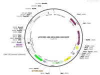 pTCK303-UBi-MCS-NOS-35S-EGFP