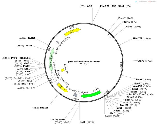 pTol2-Promoter-T2A-EGFP