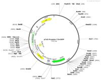 pTol2-Promoter-T2A-EGFP