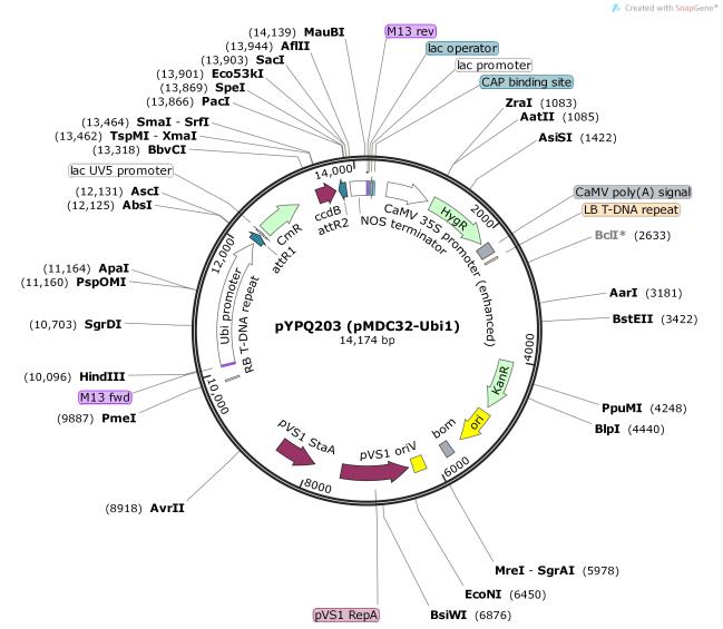 pYPQ203-pMDC32-Ubi1-