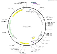 AbVec2.0-mIgkcMap