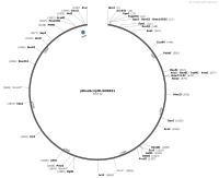 pBlueScriptR-SORBS1Map